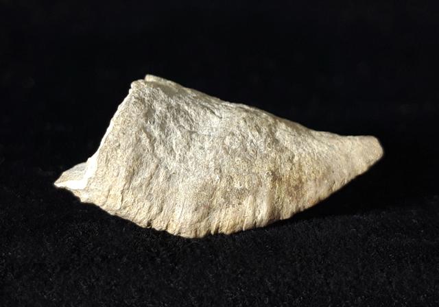 Calceola sandalina (LINNAEUS 1771) - Bild © FossNet FossilienStore
